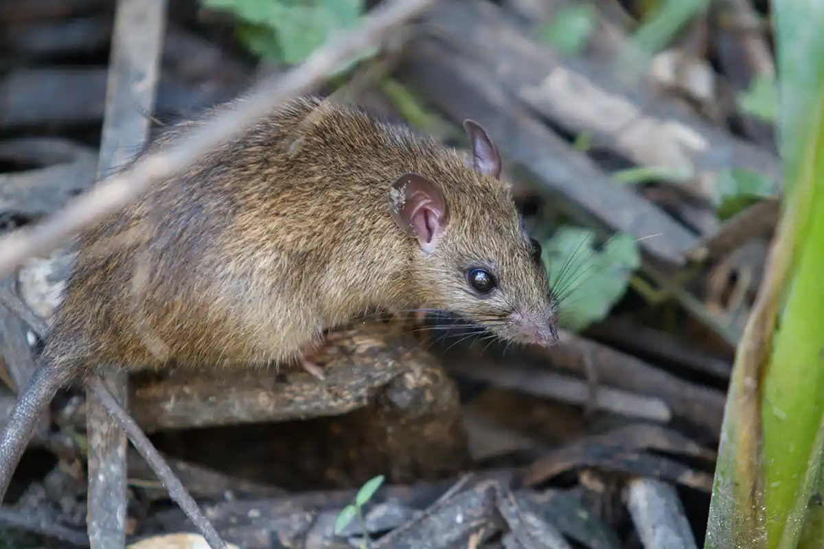 Desratizacion Las Condes
